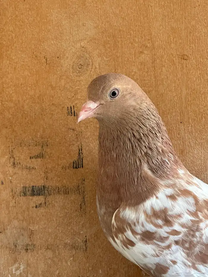 حمام هندي وقطائف 6