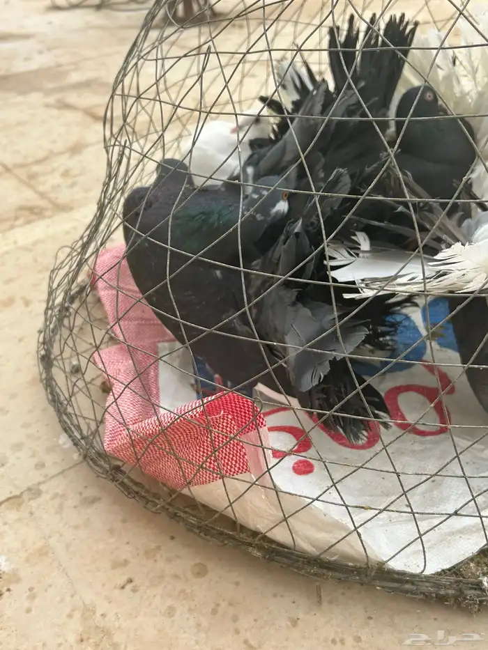 حمام رقاصي 1