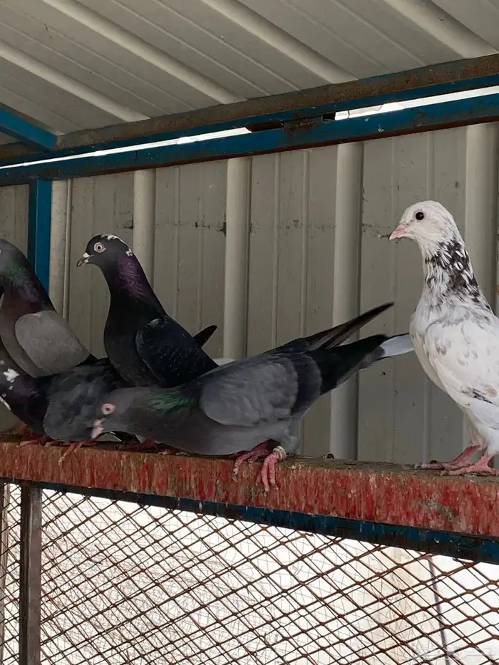 حمام قطيفي طبات ( تم البيع) 4