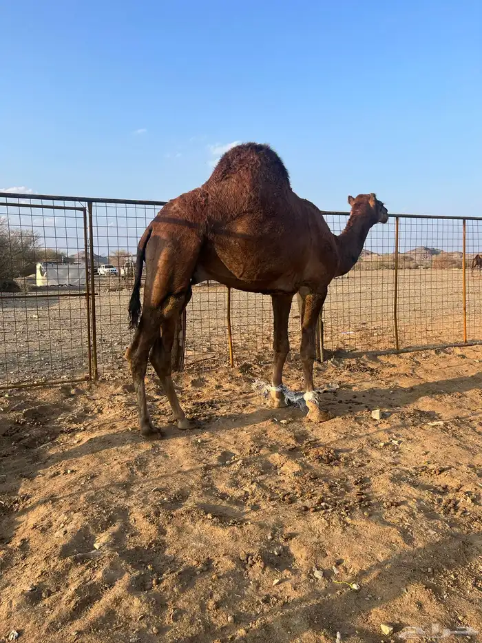 فحل احمر دم 5