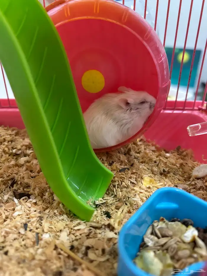 هامسترين للبيع ب 100 0