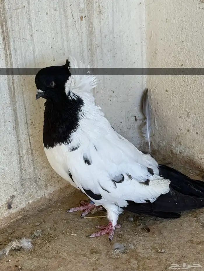 حمام طبات دنش وفحل سوداني جامبو 0