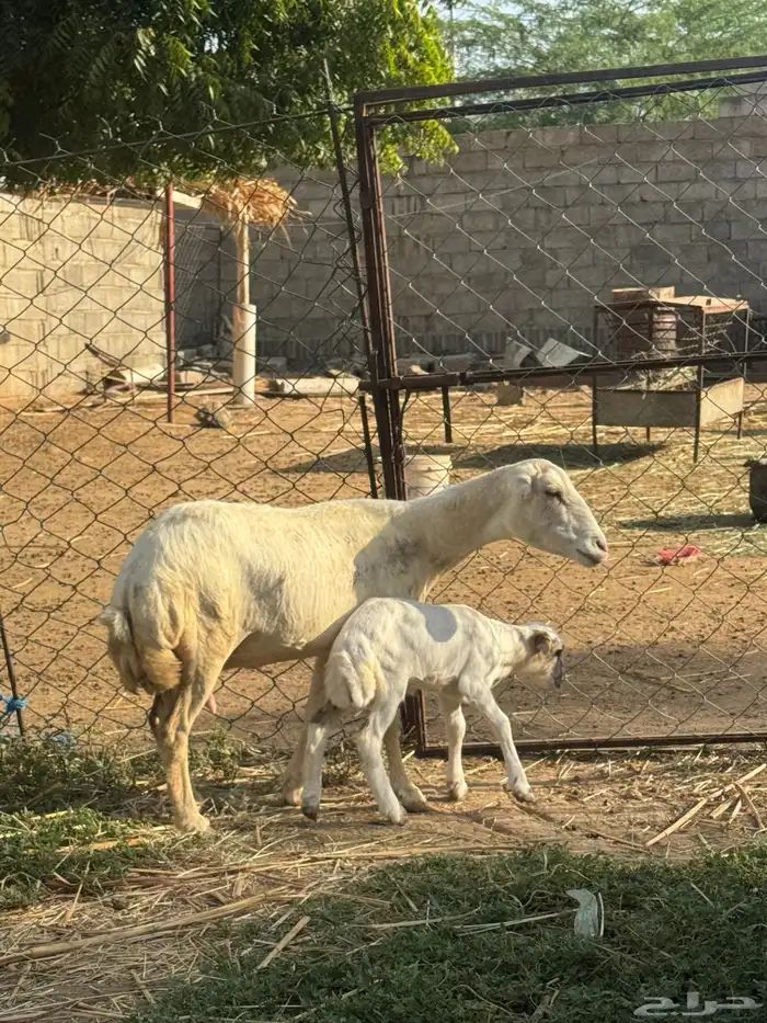 نعجه منتوج 0