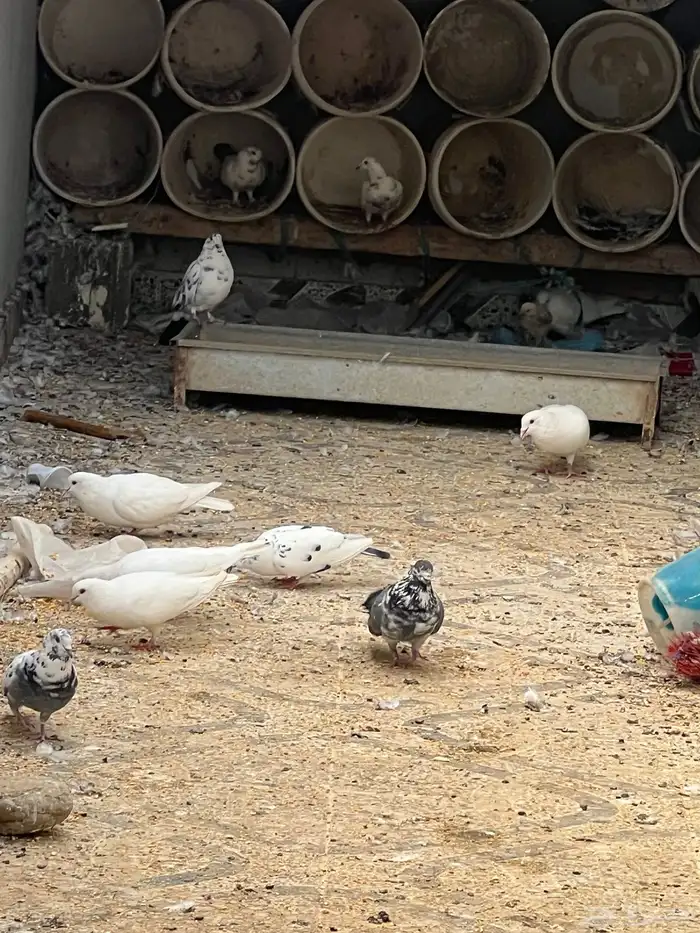 حمام للبيع فيه جمله وت فريدي الجملة 250 العدد 22 حمامه منتج 10