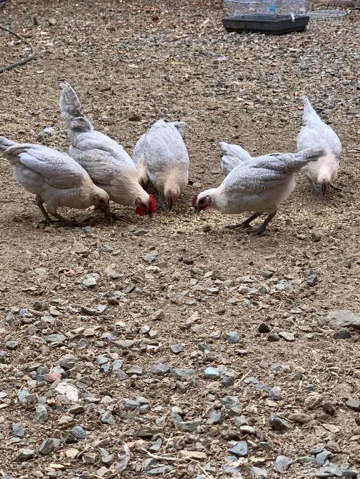 دجاج فيومي قولد ( بشاير ) 5