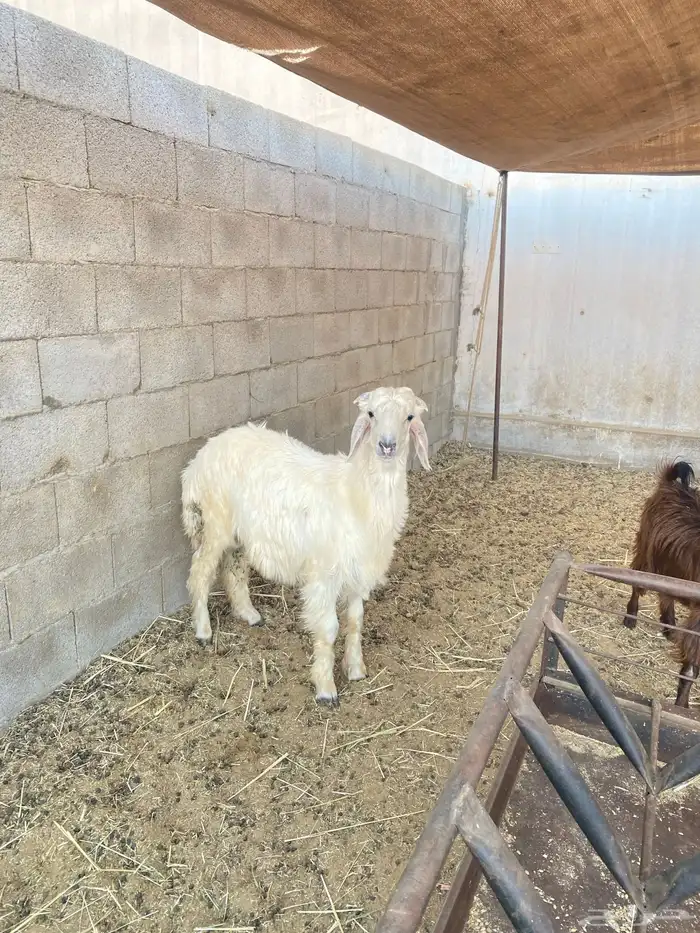 طلي عيسي فل شحم 2