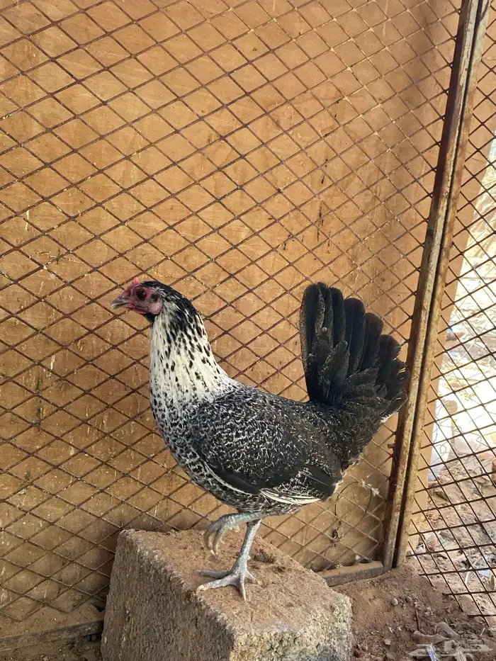 دجاج بلدي 1