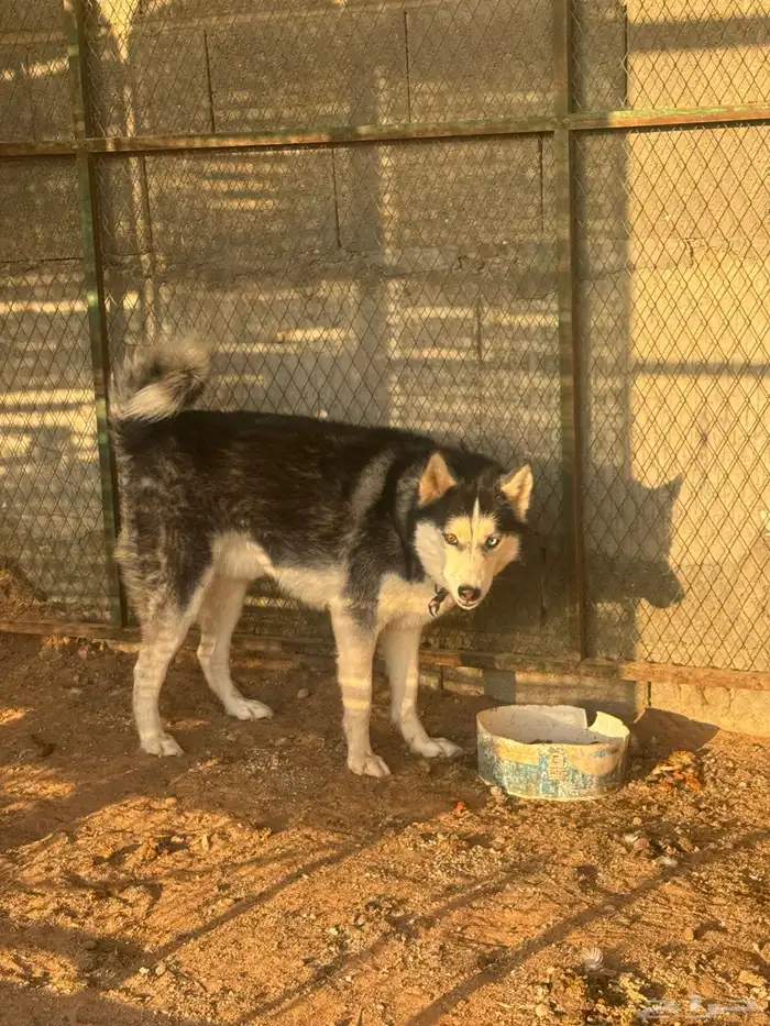 كلب هاسكي مطيع وطبعه زين ذكر الموقع المزاحميه 1