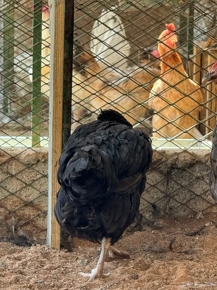 دجاج تركي منتج 12