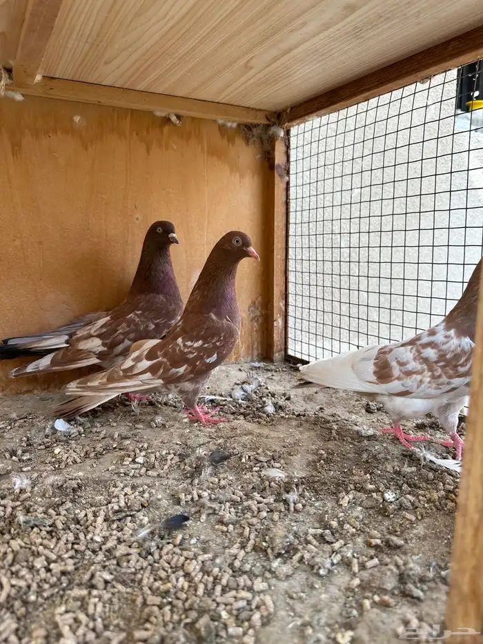 حمام هندي وقطائف 0