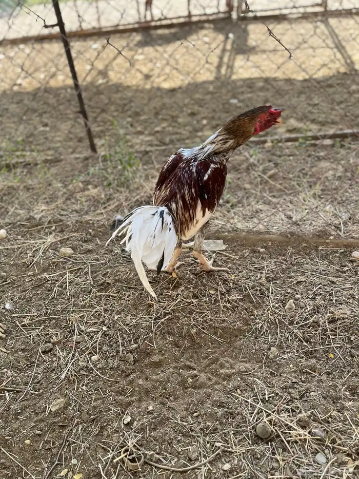 ديك بكستاني 0