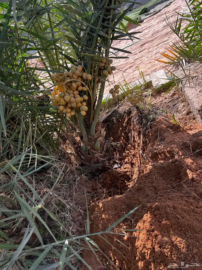 نخل عربي مثمر نخيل للبيع 2