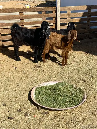 تيوس البيع index