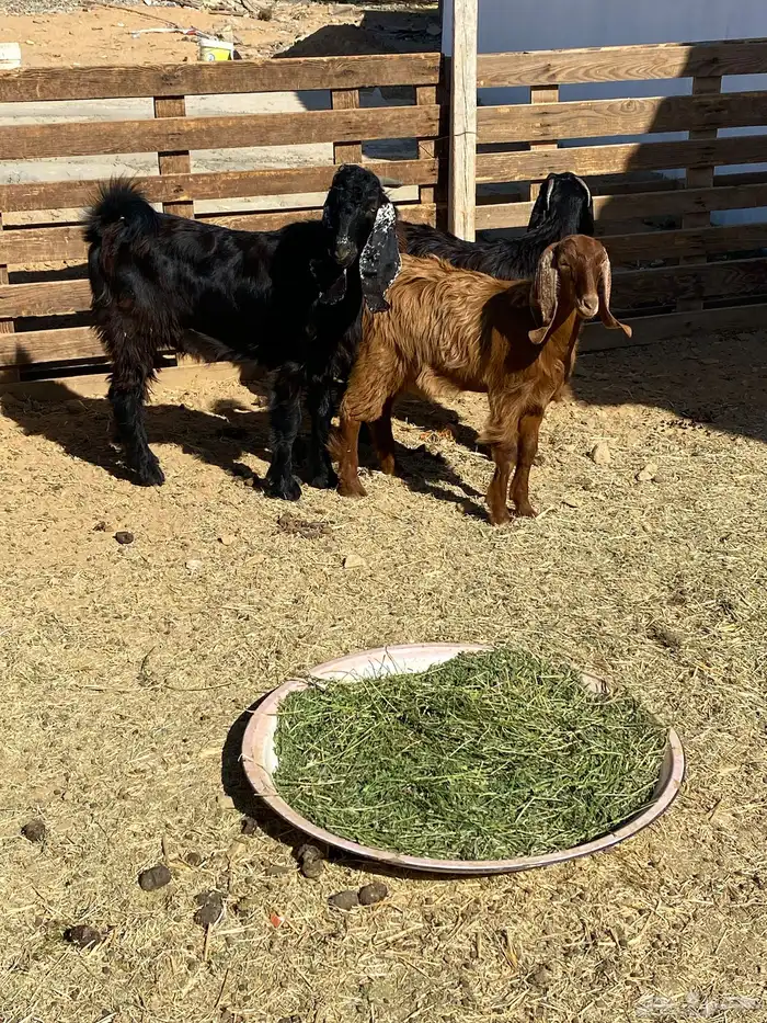 تيوس البيع 0