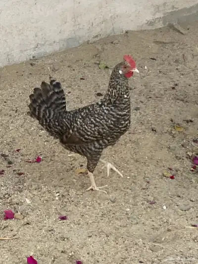 دجاج للبيع index