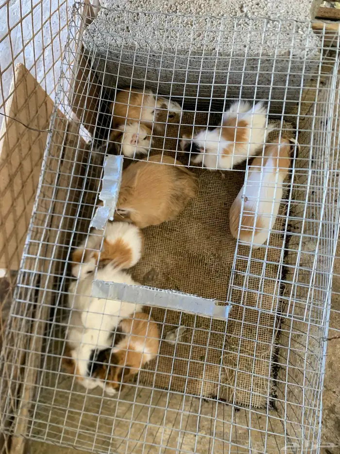 وبران بلدي للبيع 0