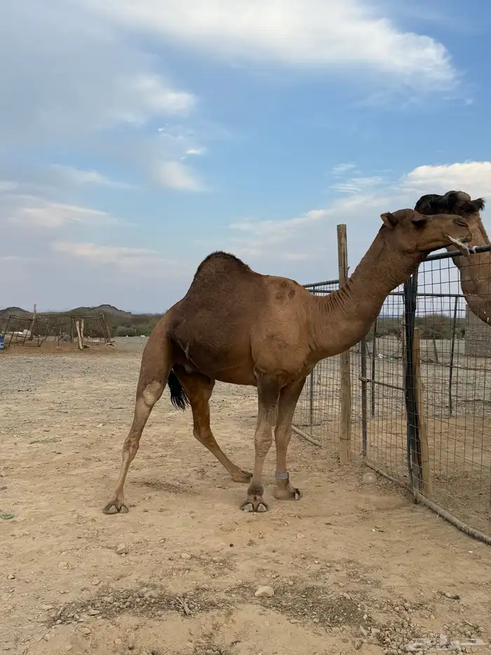 بعير حمر مشروط ضراب وعشار 17