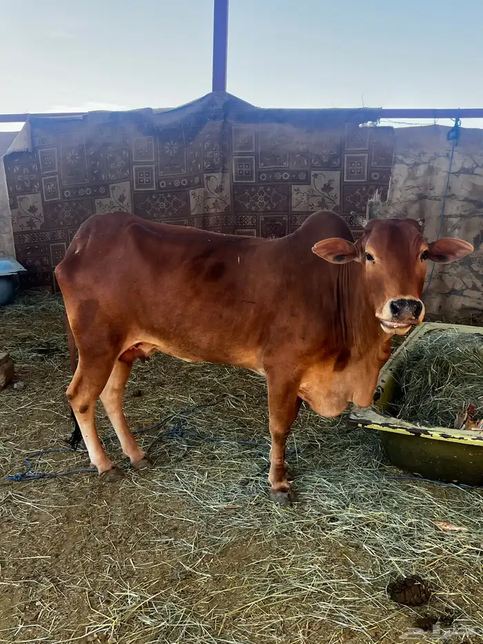 بسم الله ما شاء الله بقرة بلدي 2