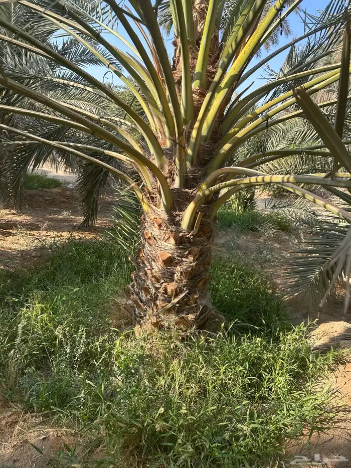 نخل لبيع انواع نادره 6