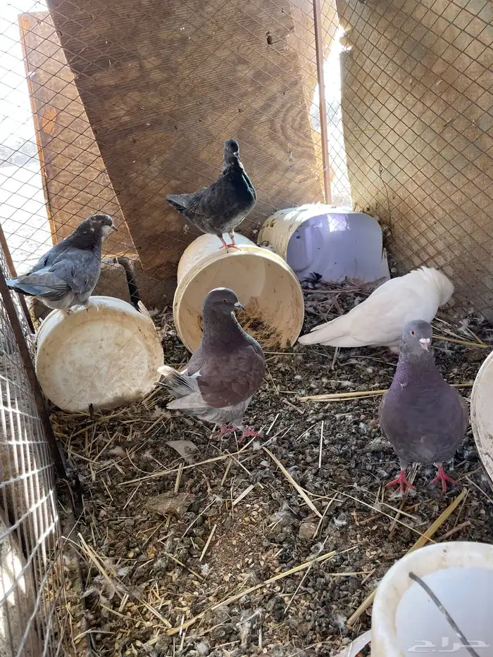 للبيع حمام 0