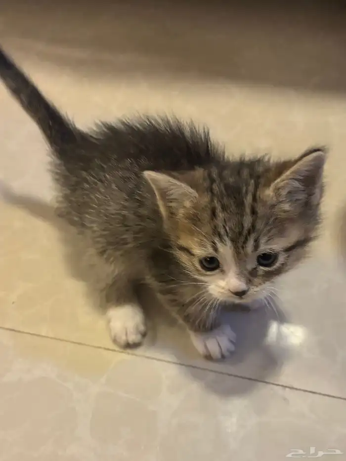 صغار قطط سكوتش 11