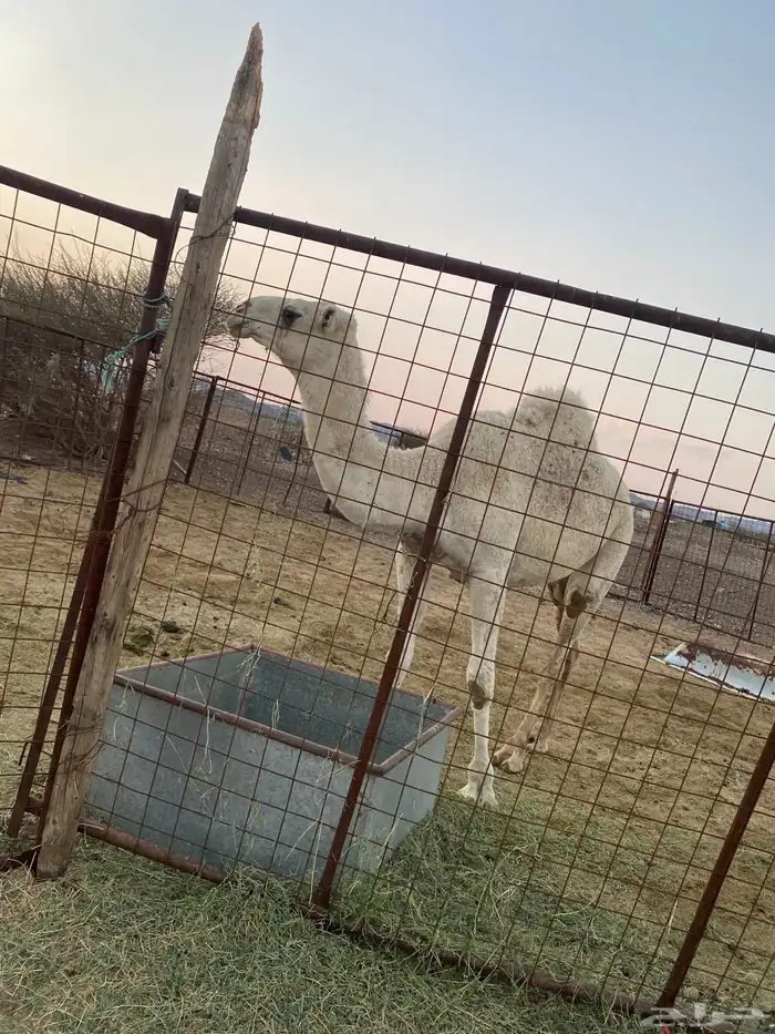 بكره عفراء والحمراء ملاقي 5