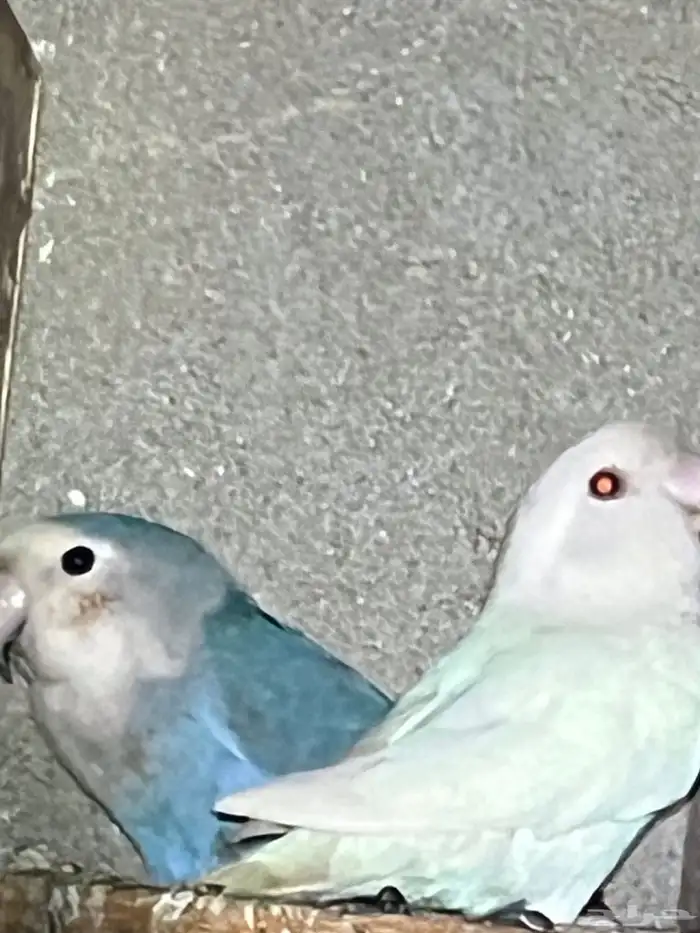 روز البينو 4 و احد ازرق 4