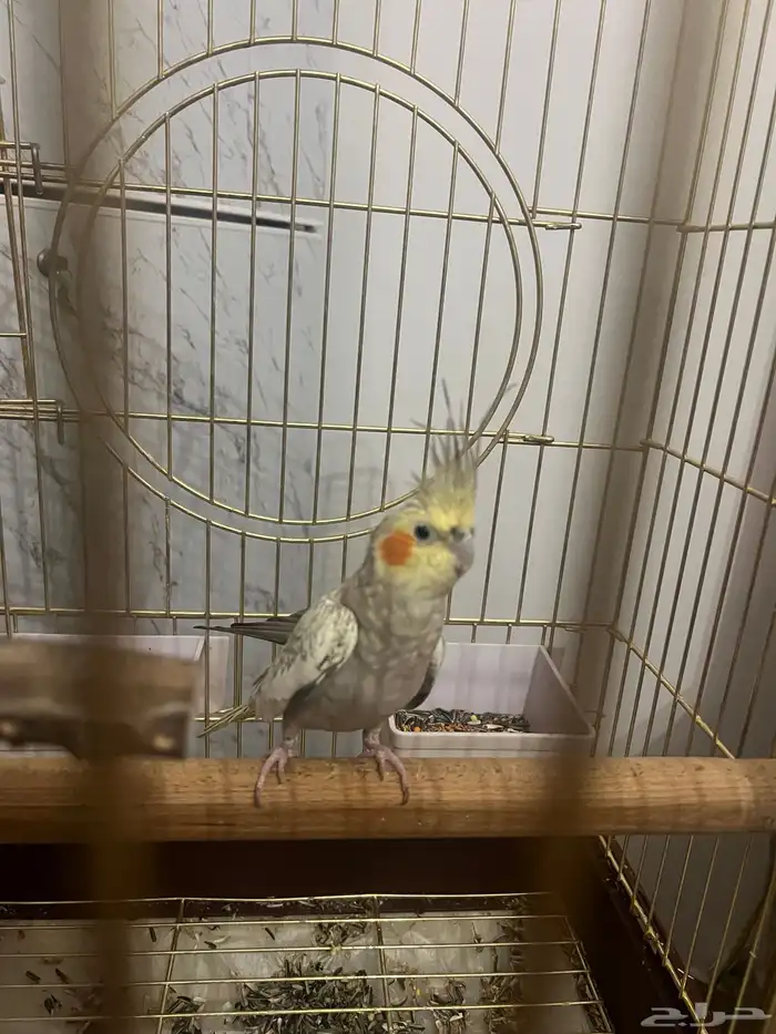 كروان انثى 1