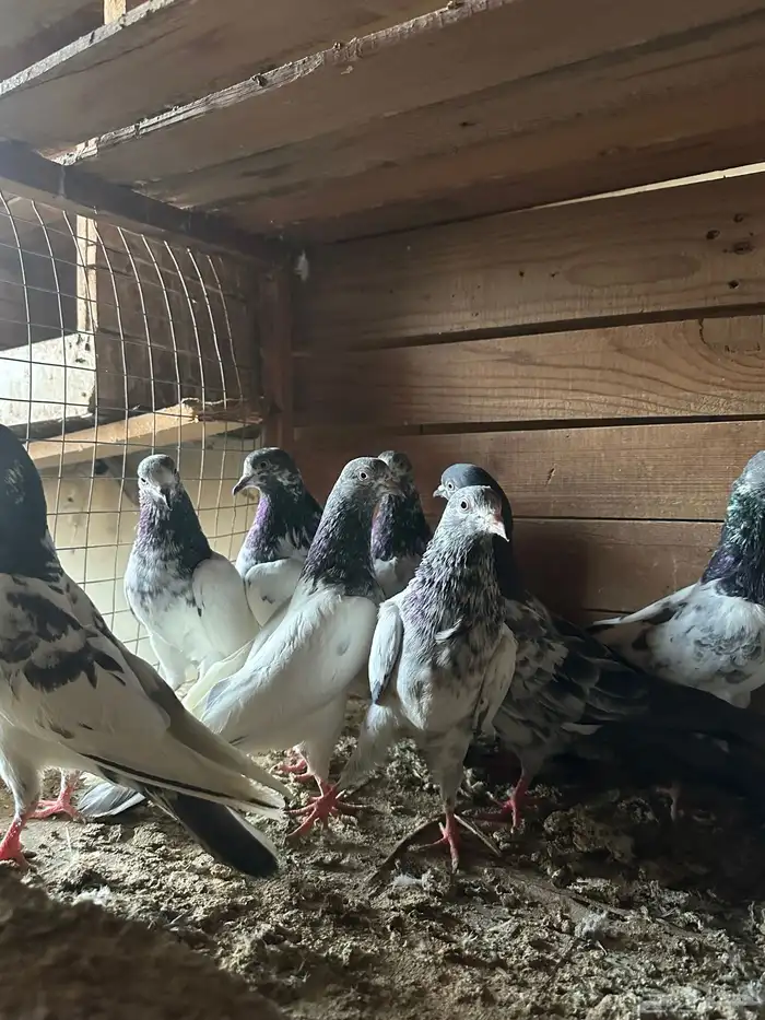 حمام باكستاني 3