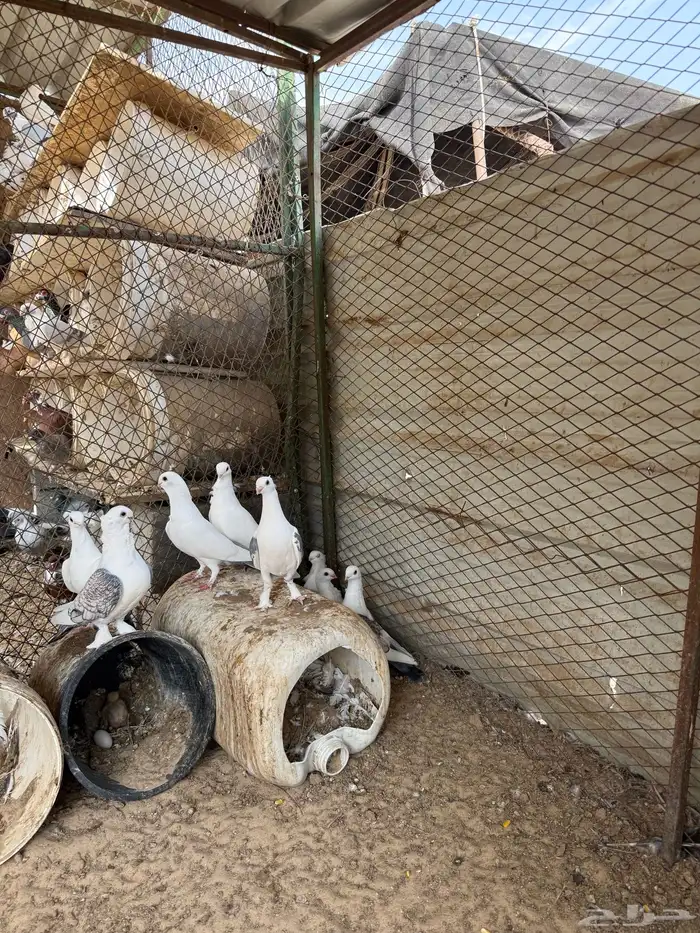 للبيع حمام تركي 0