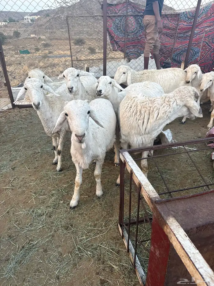 طليان جذعان للبيع 0