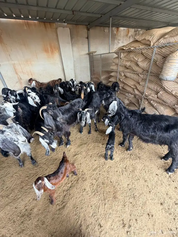 معزا عارضيات 5