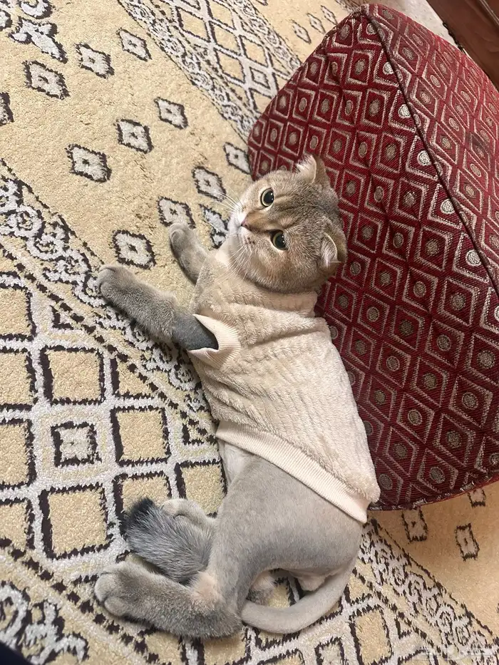 قط سكوتش ذكر 4