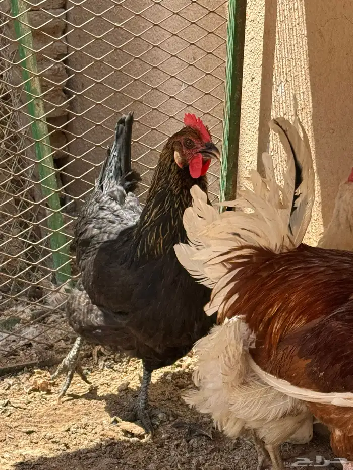 دجاج تركي منتج 18