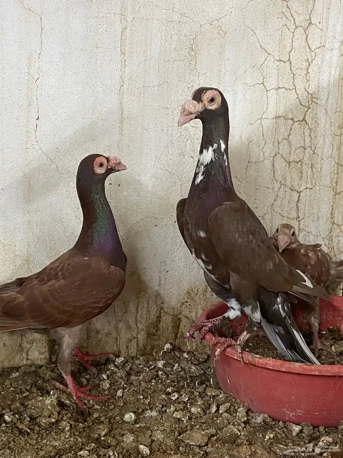 ازواج حمام بانتاجهم للبيع 1