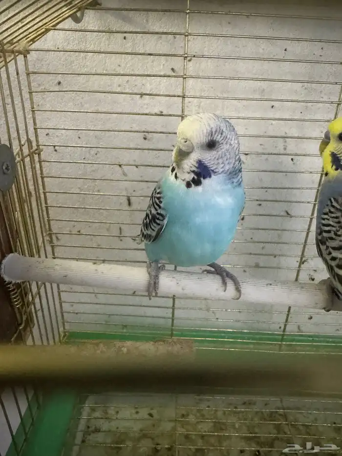 بادجي هولندي 4