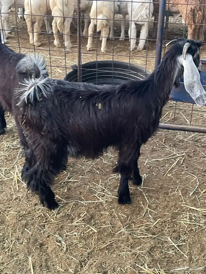 تيوس وجفرات 11