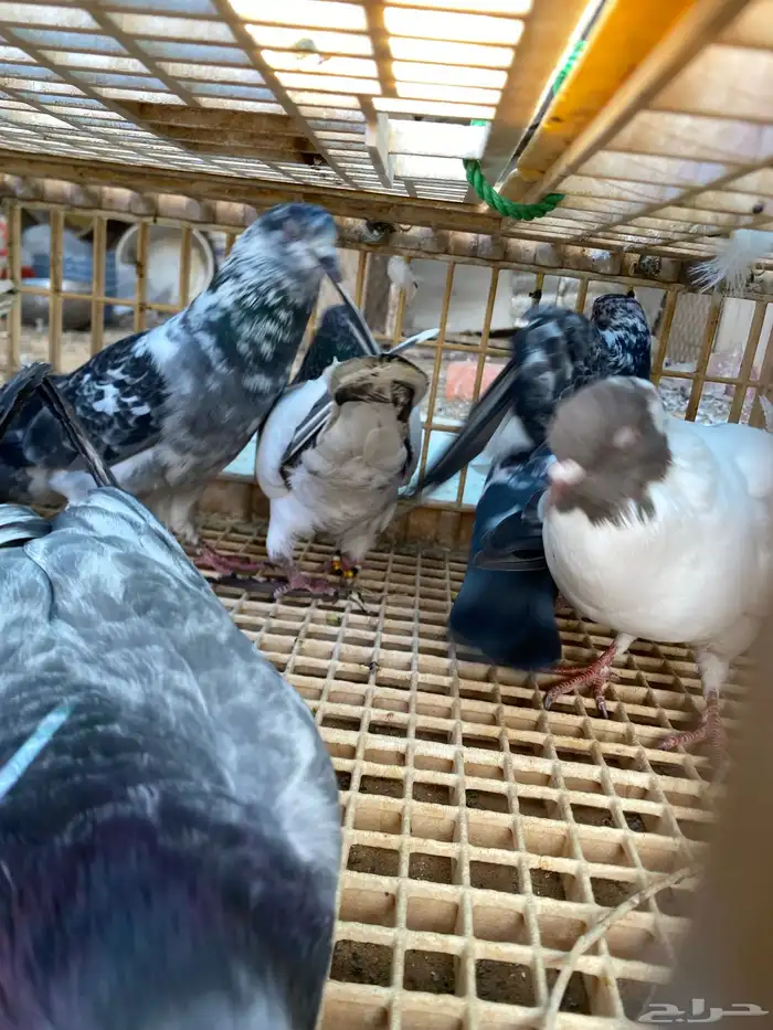 حمام باكستاني القطيفي 1