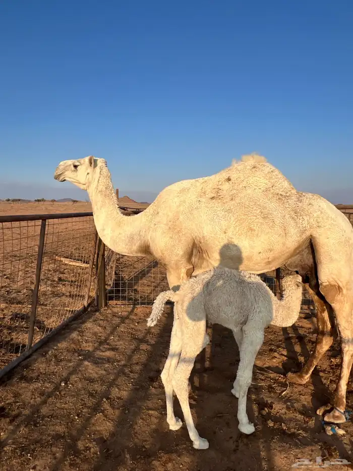 خلفه للبيع 0