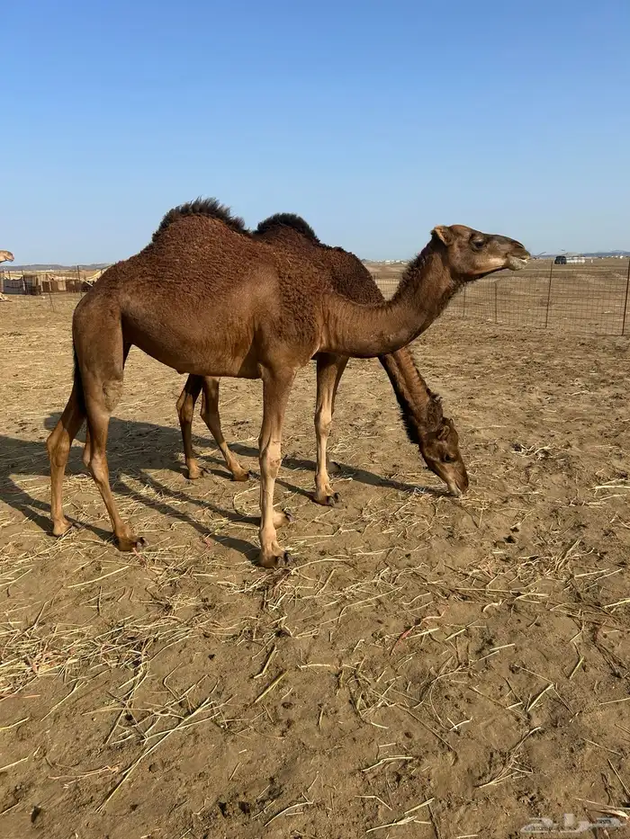 بكار سواحل خوات 2