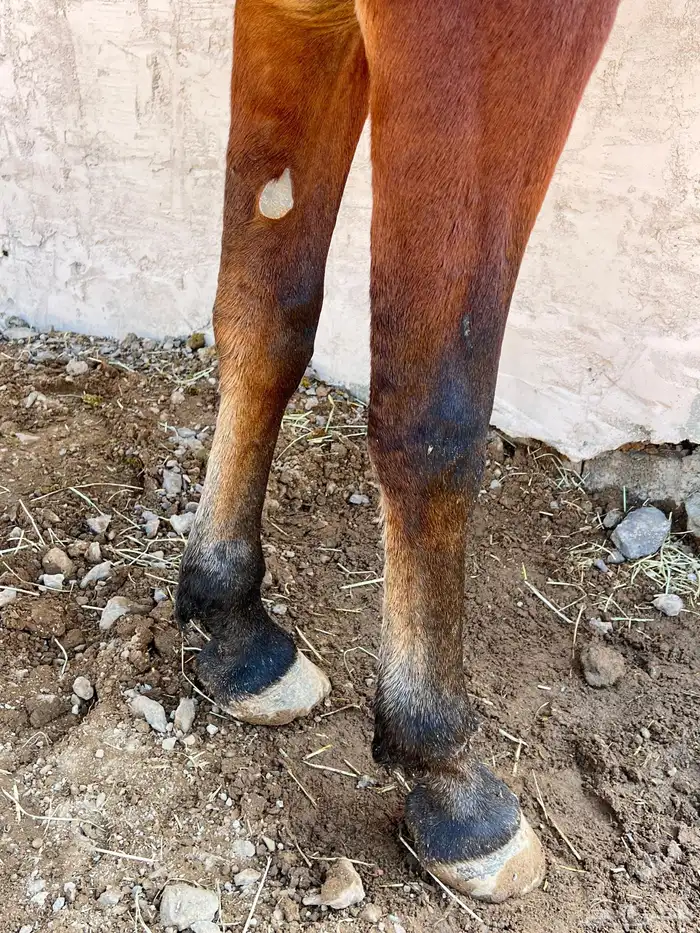 فرس شعبية   مهرتها 3