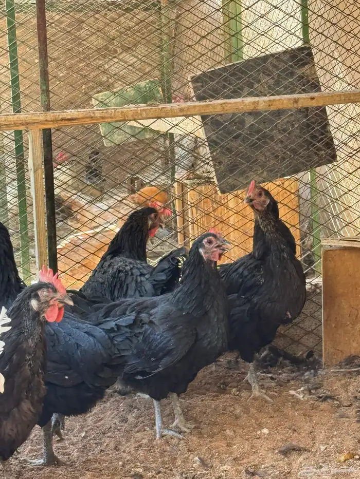 دجاج تركي منتج 0