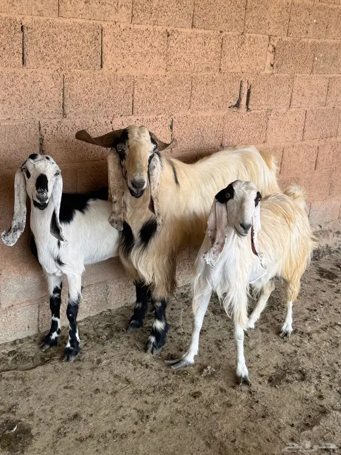 قريبه من دوار الغطغط 4