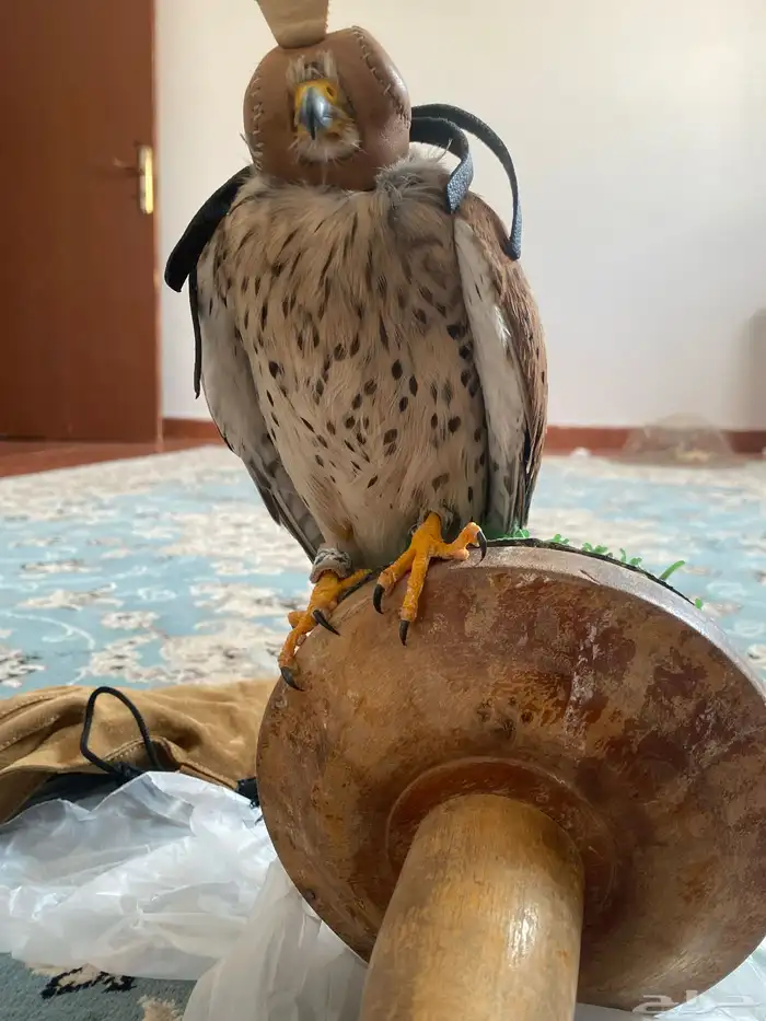 شبوط للبيع وحش طرح امس تاريخ14نوفنبر وحش ماصقر 1