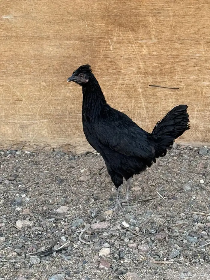 دجاج بلدي ( بياض ) 0