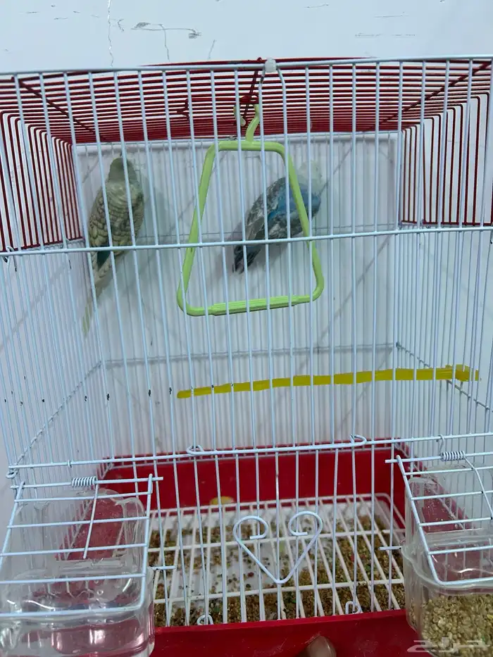 أزواج بادجي 3