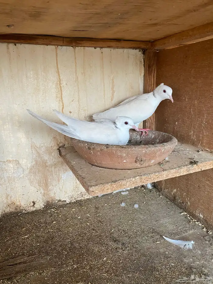 قماري هولندي 2