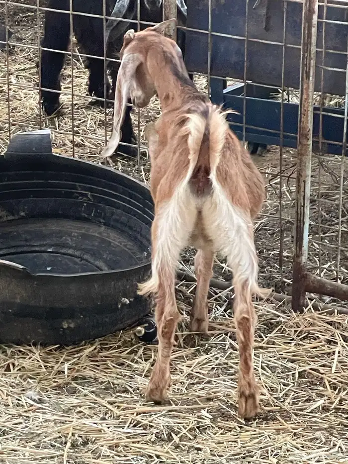 تيوس وجفرات 26