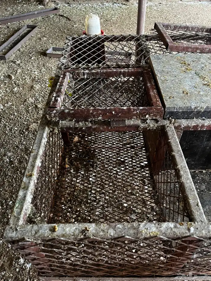 بطريات أرنب 1