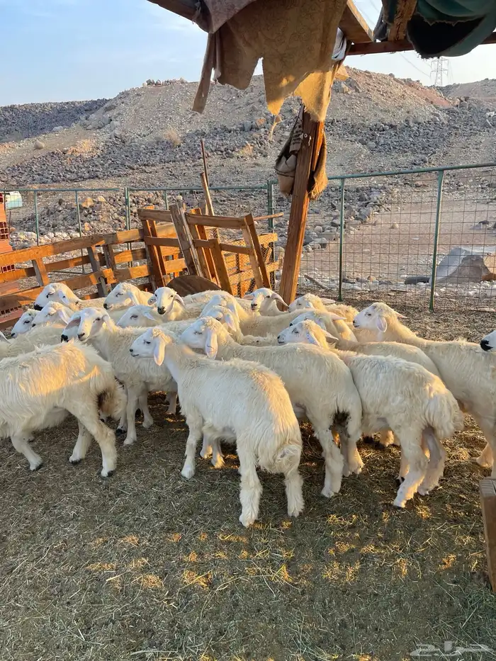 طليان و رخال 0